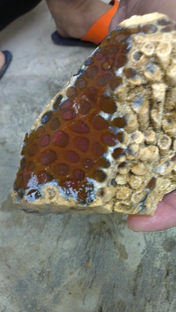 Agatized Fossil Coral 2