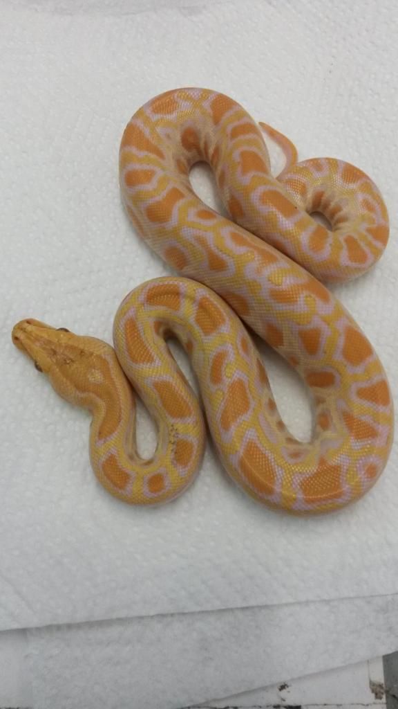 albino burmese python stuffed animal