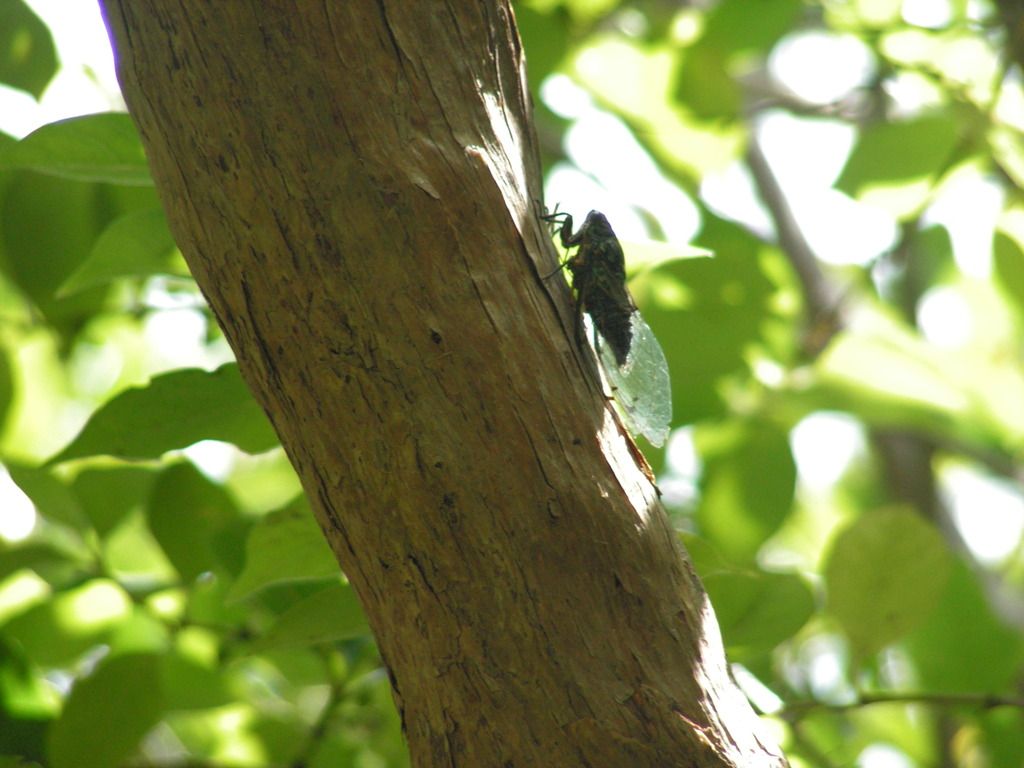 3.	DÍA 3 -- SÁBADO 17 --  VER PERO NO NADAR CON DELFINES - Nueva Zelanda en 21 días, sólo y mucho trekking (12)