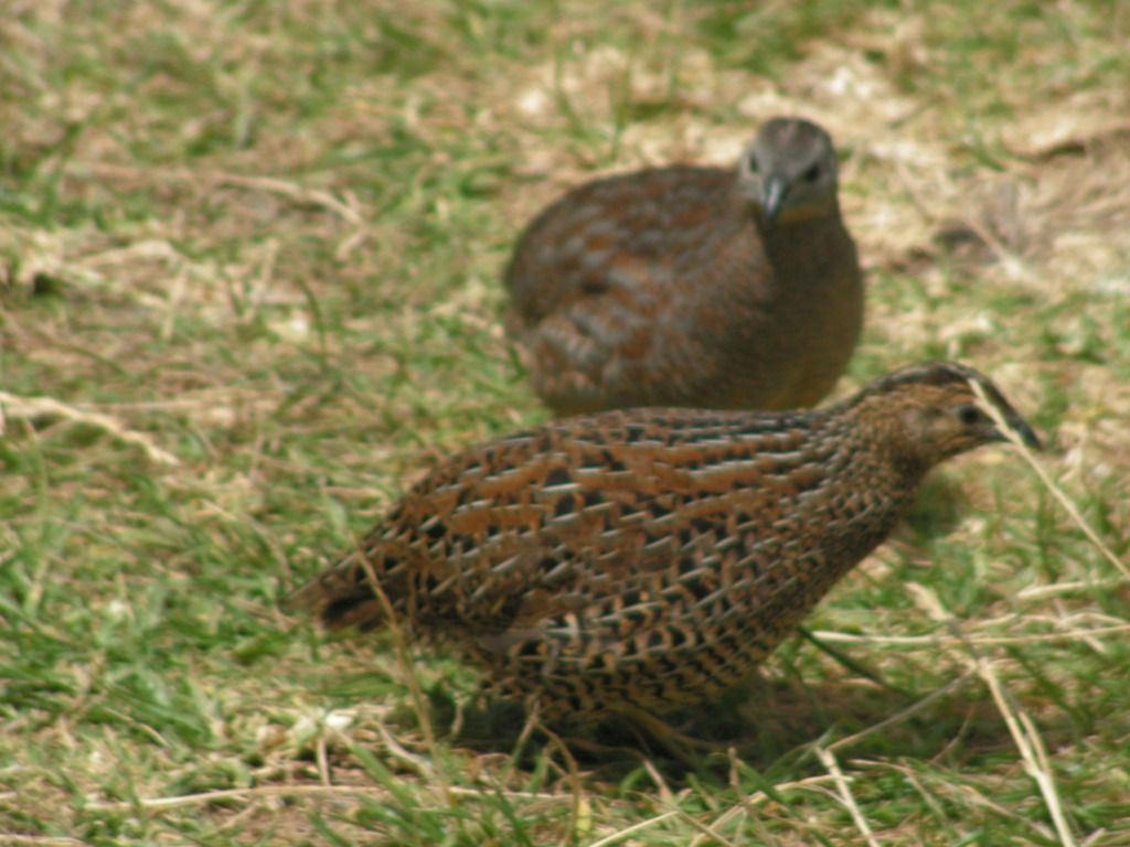 3.	DÍA 3 -- SÁBADO 17 --  VER PERO NO NADAR CON DELFINES - Nueva Zelanda en 21 días, sólo y mucho trekking (9)