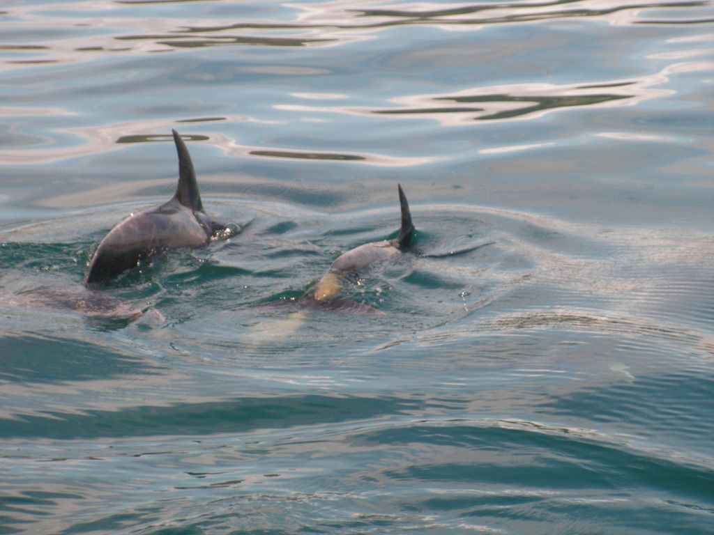 3.	DÍA 3 -- SÁBADO 17 --  VER PERO NO NADAR CON DELFINES - Nueva Zelanda en 21 días, sólo y mucho trekking (6)